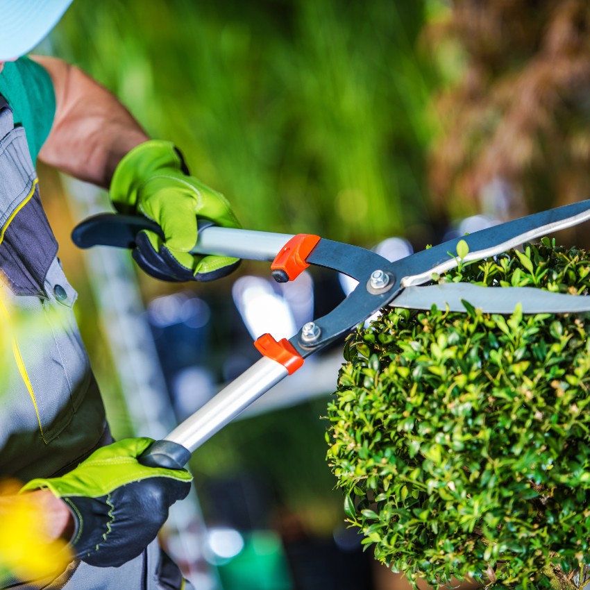 Un jardinier taille un arbuste
